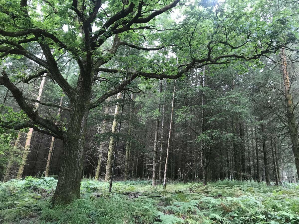 Bream Old Co Op House -Forest Of Dean מראה חיצוני תמונה